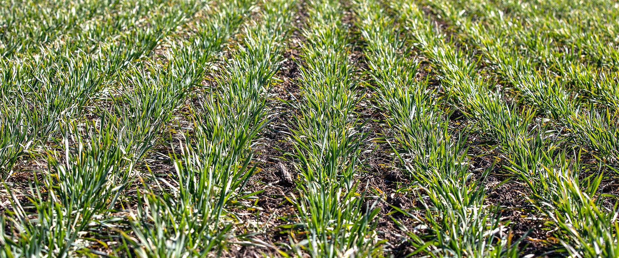 Wheat emergence in a field